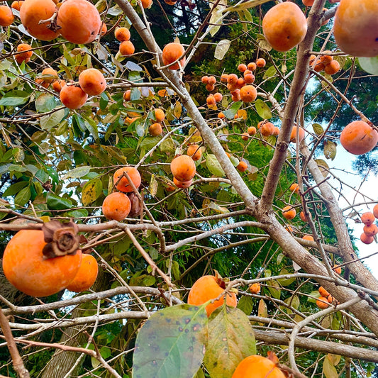 AMONGと言えば「桃栗三年柿八年」！。これは我が家の柿です。